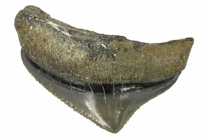 Serrated, Juvenile Megalodon Tooth - Georgia #115726